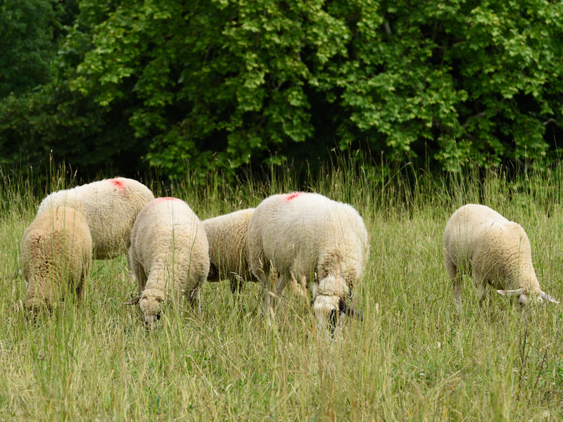 crédit photo: Alain Grosclaude lancy en été