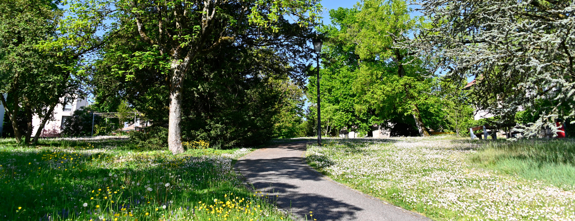 Développement du patrimoine arboré et de la biodiversité