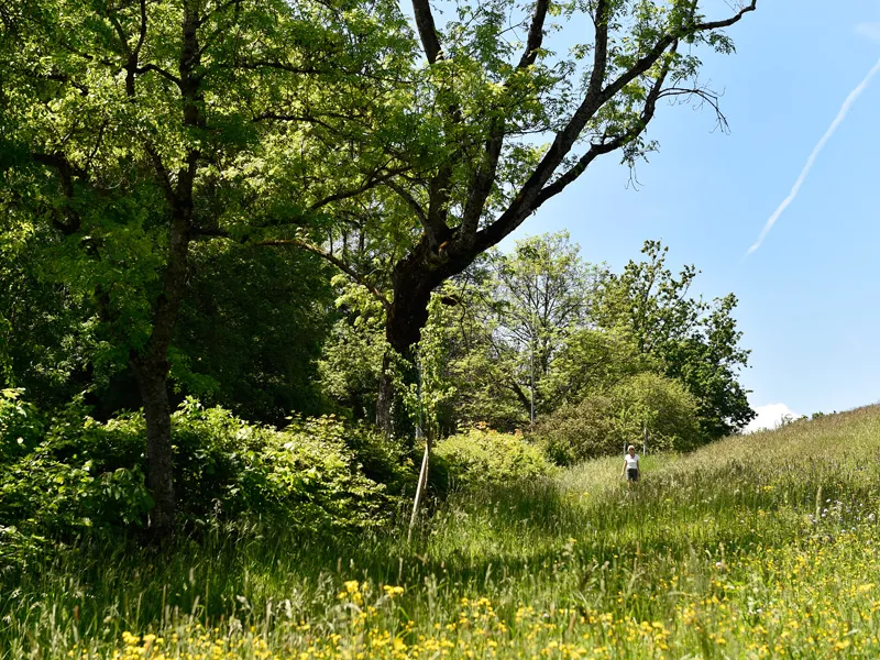 Les parcs lancéens