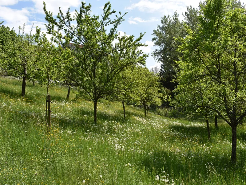 Les parcs lancéens