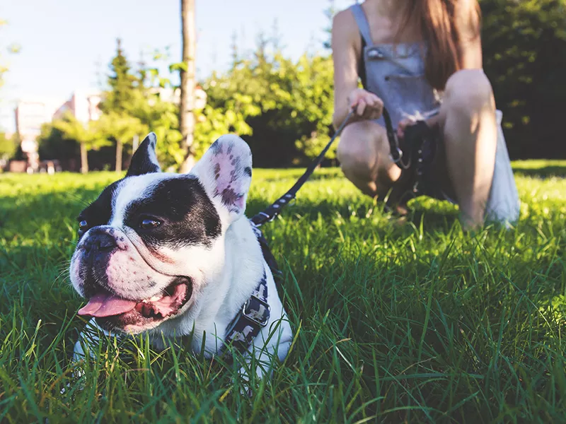 Propriétaires de chiens