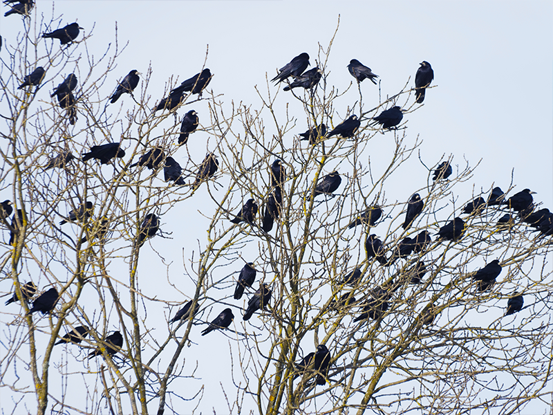 Les corbeaux freux 