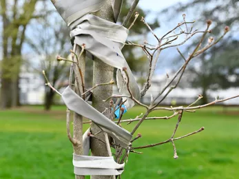 Patrimoine arboré Patrimoine arboré